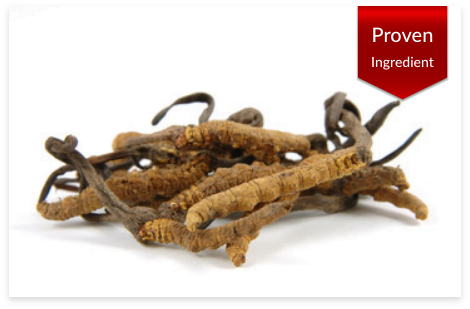 MaleExtra Cordyceps 25mg Ingredients