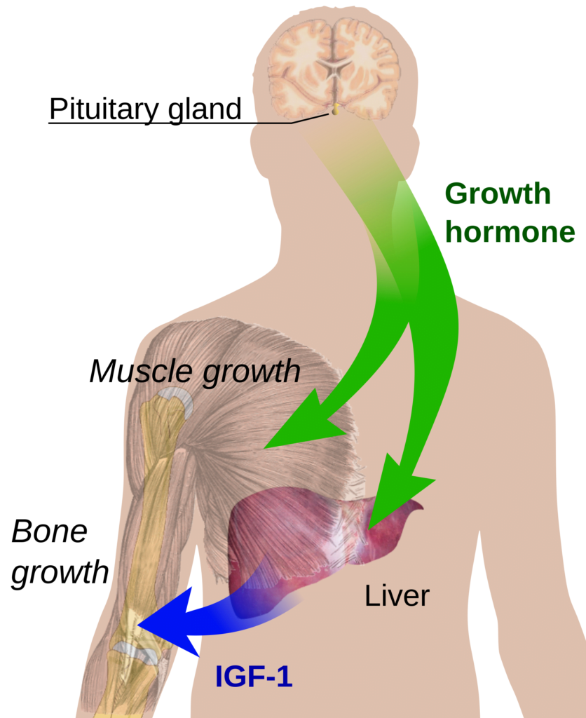 How Growth Factor Plus works