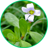 Bacopa