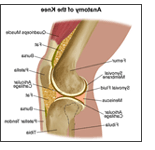 Promote Joint Health