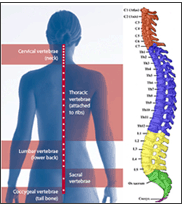 Growth in Spinal Column