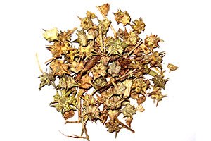 TRIBULUS TERRESTRIS