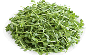Bacopa Monnieri Ingredients