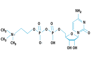 Citicoline 250 mg Ingredients