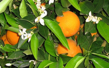 Citrus Sinensis Ingredients