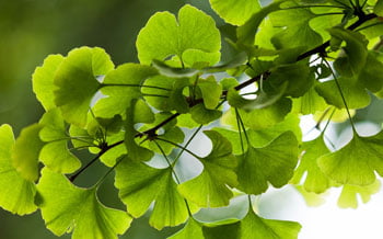Ginkgo Biloba Ingredients