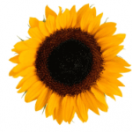 Phosphatidylserine Ingredients